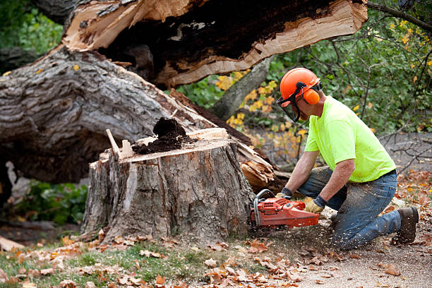 Best Tree Trimming Near Me  in Purcellville, VA